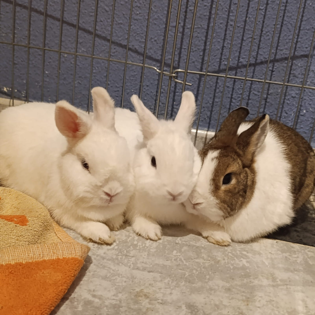 Bubu, Pixie y Momo